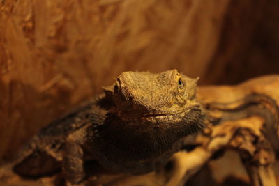 Close-up of lizard