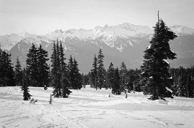 Trees in snow covered mountains against sky