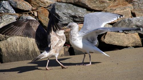Seagulls perching on a rock