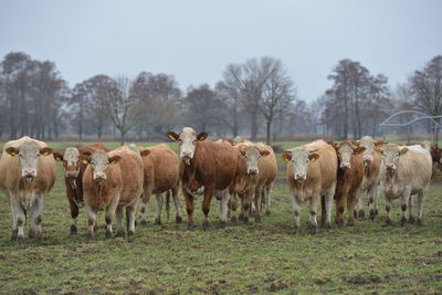 Herd of sheep in a field