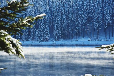 Scenic view of frozen lake in forest during winter