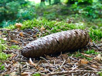 Close-up of pine cone on field