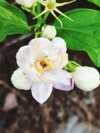 Close-up of white flowering plant