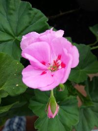 Close-up of pink flower blooming outdoors