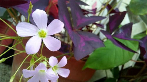 Close-up of flowers blooming outdoors