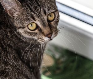 Close-up portrait of a cat