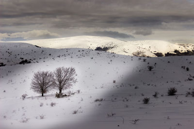 Flock of birds on snow covered land against sky