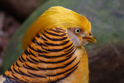 Golden pheasant close-up