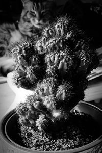 Close-up of cactus flower pot