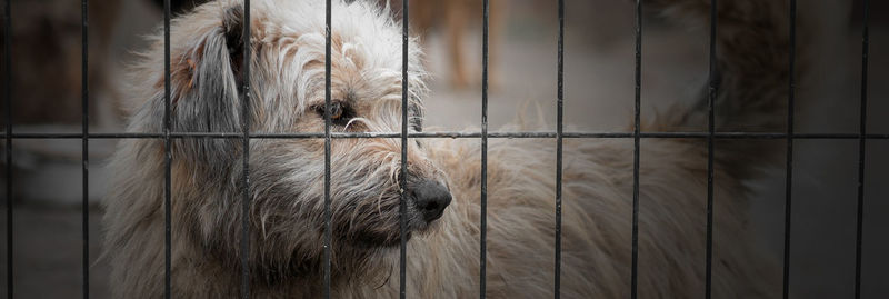 Dog in animal shelter waiting for adoption. dog behind the fences. dog in animal shelter cage.