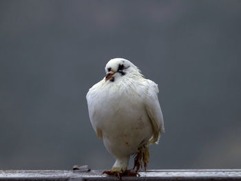 Close-up of seagull perching outdoors