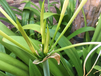 Close-up of green lizard on plant