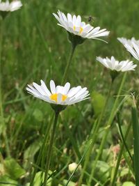 Close-up of white daisy flower on field