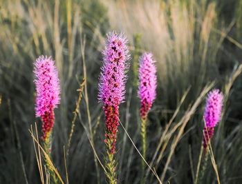 Close-up of flowers blooming on field