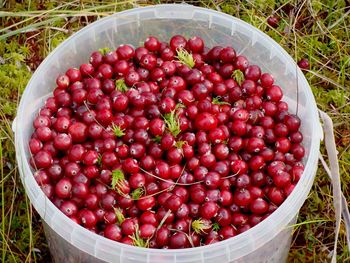 High angle view of cranberries in container