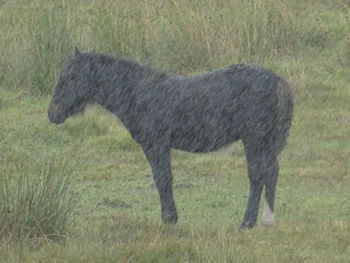 Horse standing on field