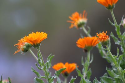 Close-up of orange flowering plant