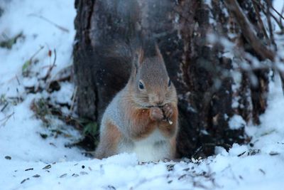 Close-up of squirrel on snow