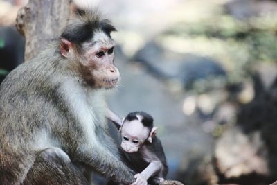 Monkey sitting outdoors with ththe new born baby