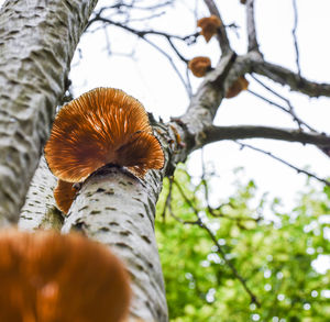 Low angle view of a tree