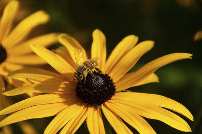 Close-up of bee pollinating flower