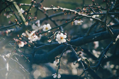 Close-up of cherry blossom tree