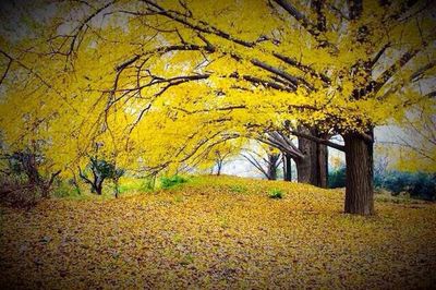 Autumn leaves on tree trunk