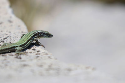 Close-up of lizard on rock