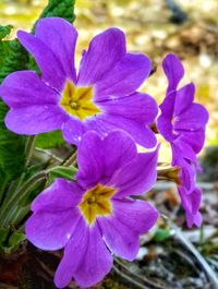 Close-up of purple flowering plant