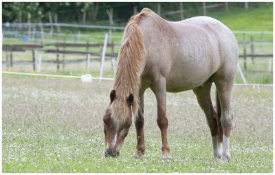 Horse standing in ranch in the kirriemuir countryside.