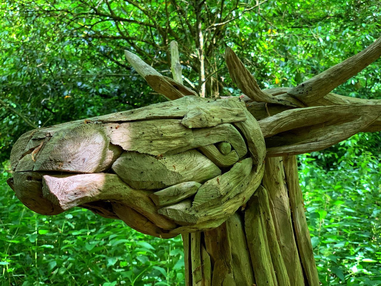 CLOSE-UP OF TREE TRUNK