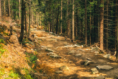 Trees growing in forest