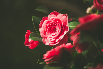 Close-up of pink rose