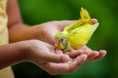 Cropped image of hand holding yellow bird