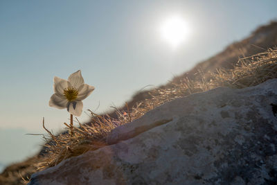 Freshly bloomed snowdrop in the snow