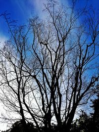 Low angle view of bare tree against sky