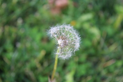 Close-up of dandelion against blurred background