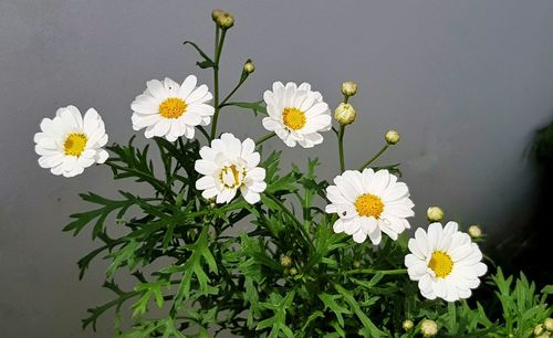 Close-up of white daisy flowers