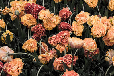 High angle view of flowering plants