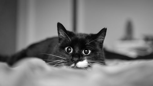 Close-up portrait of black cat