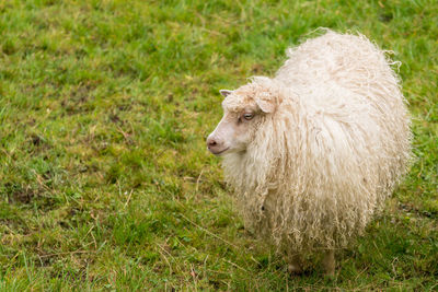 Close-up of sheep on field