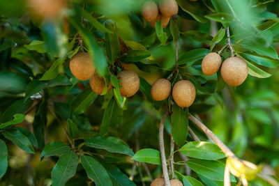 Close-up of fruits growing on tree