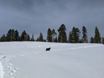 View of a dog on snow covered landscape