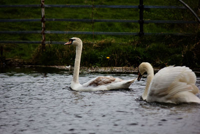 Swan floating on lake