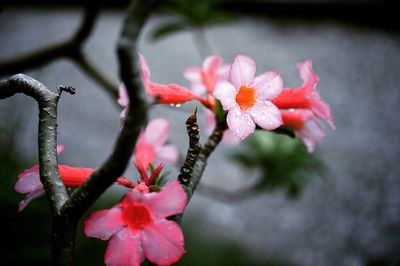 Close-up of pink flowers blooming outdoors