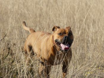 Dog in a field