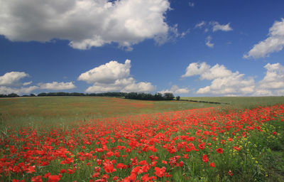 Flowerbed against blue sky and clouds