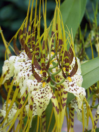 Close-up of yellow flowers