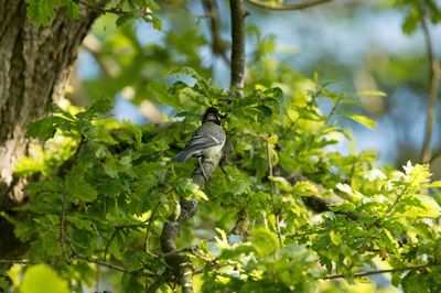 Bird perching on a tree