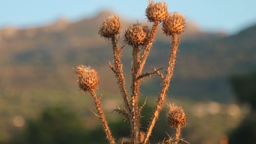 Close-up of wilted plant on field against sky